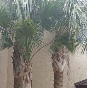 Meet your Posher, Blessed